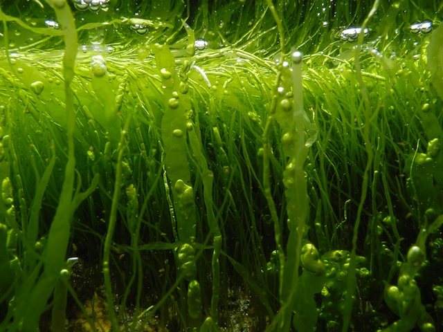 Entermorpha intestinalis, Ulva intestinalis, Ulva compressa, Ulva intestinalis
